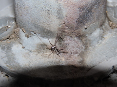 Pulchellodromus pulchellus