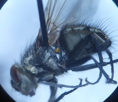Pollenia rudis