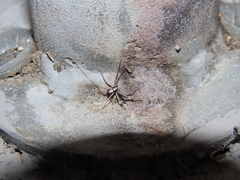 Pulchellodromus pulchellus