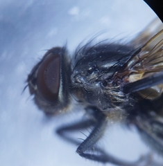 Pollenia rudis