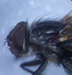 Pollenia rudis