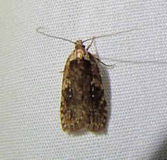 Agonopterix clemensella