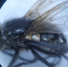 Pollenia rudis