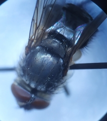 Pollenia rudis