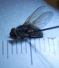 Pollenia rudis