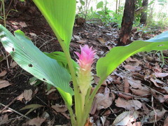 Curcuma australasica