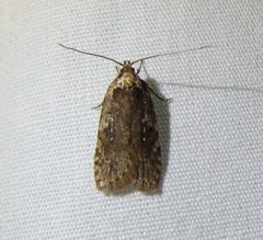 Agonopterix clemensella
