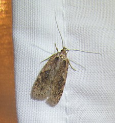 Agonopterix clemensella