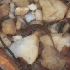 Eurycea cirrigera