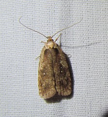 Agonopterix clemensella
