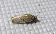 Agonopterix argillacea