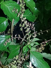 Perilla