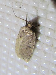 Agonopterix argillacea