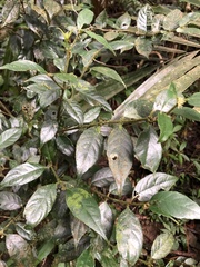 Lasianthus curtisii