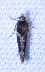 Telphusa sedulitella
