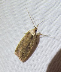 Agonopterix clemensella