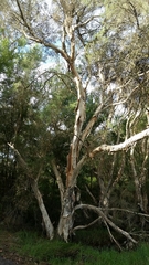 Melaleuca rhaphiophylla