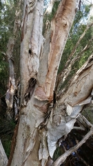 Melaleuca rhaphiophylla