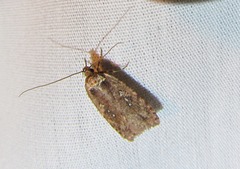 Agonopterix clemensella
