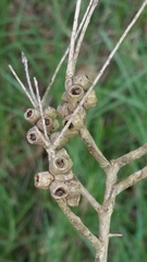 Melaleuca rhaphiophylla