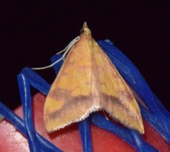 Pyrausta perrubralis