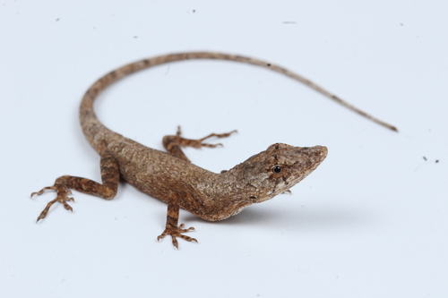 Yucatán Silky Anole