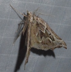 Plataea californiaria