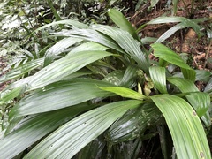 Calanthe formosana