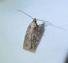Agonopterix clemensella