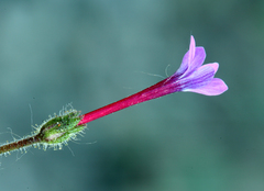 Allophyllum divaricatum