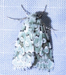 Bryolymnia viridata
