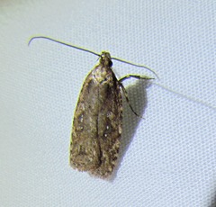 Agonopterix clemensella