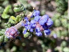 Ceanothus impressus impressus