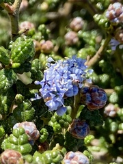 Ceanothus impressus impressus