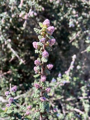 Ceanothus impressus impressus