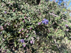 Ceanothus impressus impressus