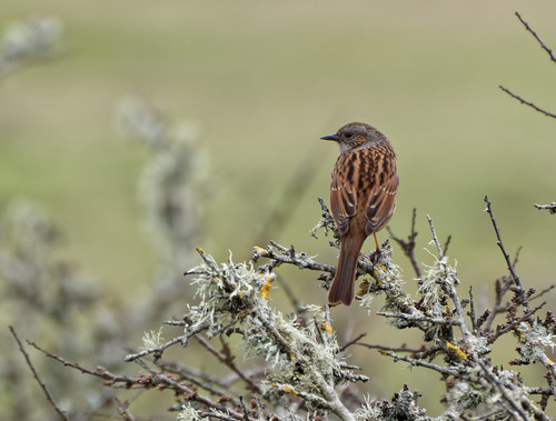 Acentor común (Prunella modularis)