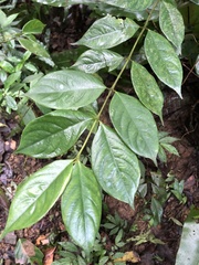 Lasianthus hispidulus