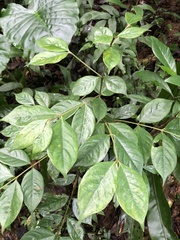 Lasianthus hispidulus
