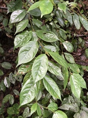 Lasianthus hispidulus