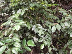 Lasianthus hispidulus