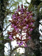 Epidendrum cnemidophorum