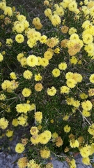 Melaleuca thymoides