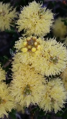 Melaleuca thymoides