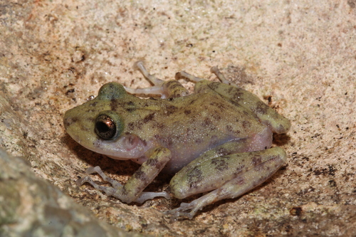 Yucatan rainfrog