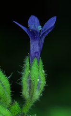 Allophyllum gilioides violaceum