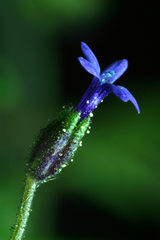 Allophyllum gilioides violaceum