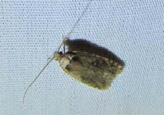 Agonopterix clemensella