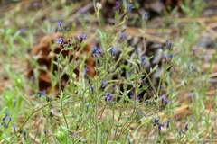 Allophyllum gilioides violaceum