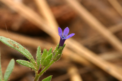 Allophyllum gilioides violaceum